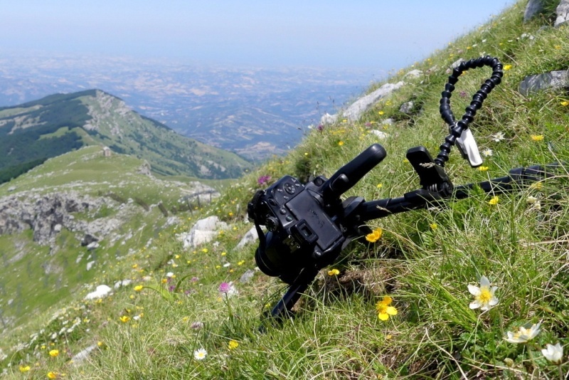 La Nigritella widderi nel Gran Sasso dItalia  luglio 2021.